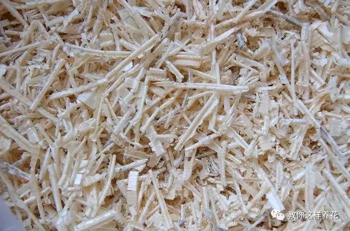 君子兰结的果实怎么处理,君子兰结籽后怎么处理