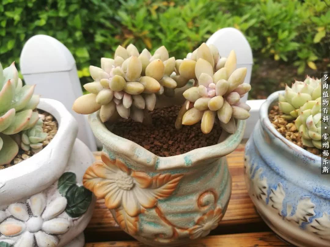 养多肉摒弃焦虑,包邮区不能养的多肉有哪些