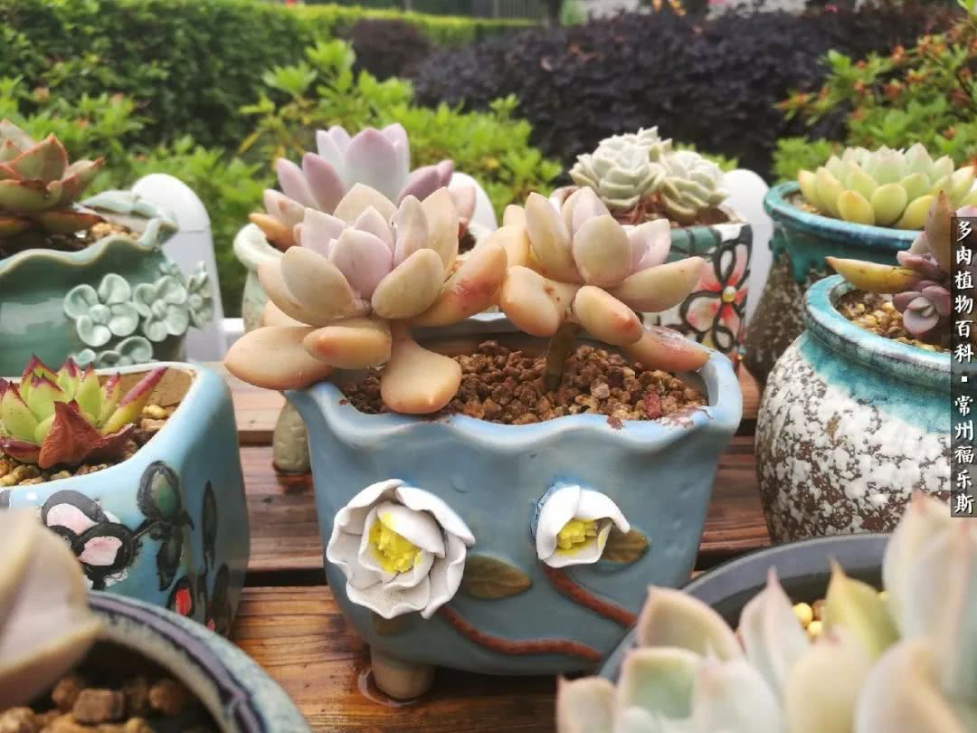 养多肉摒弃焦虑,包邮区不能养的多肉有哪些