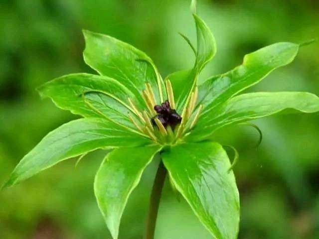 七叶一枝花适宜什么省份种植,七叶一枝花品种简介