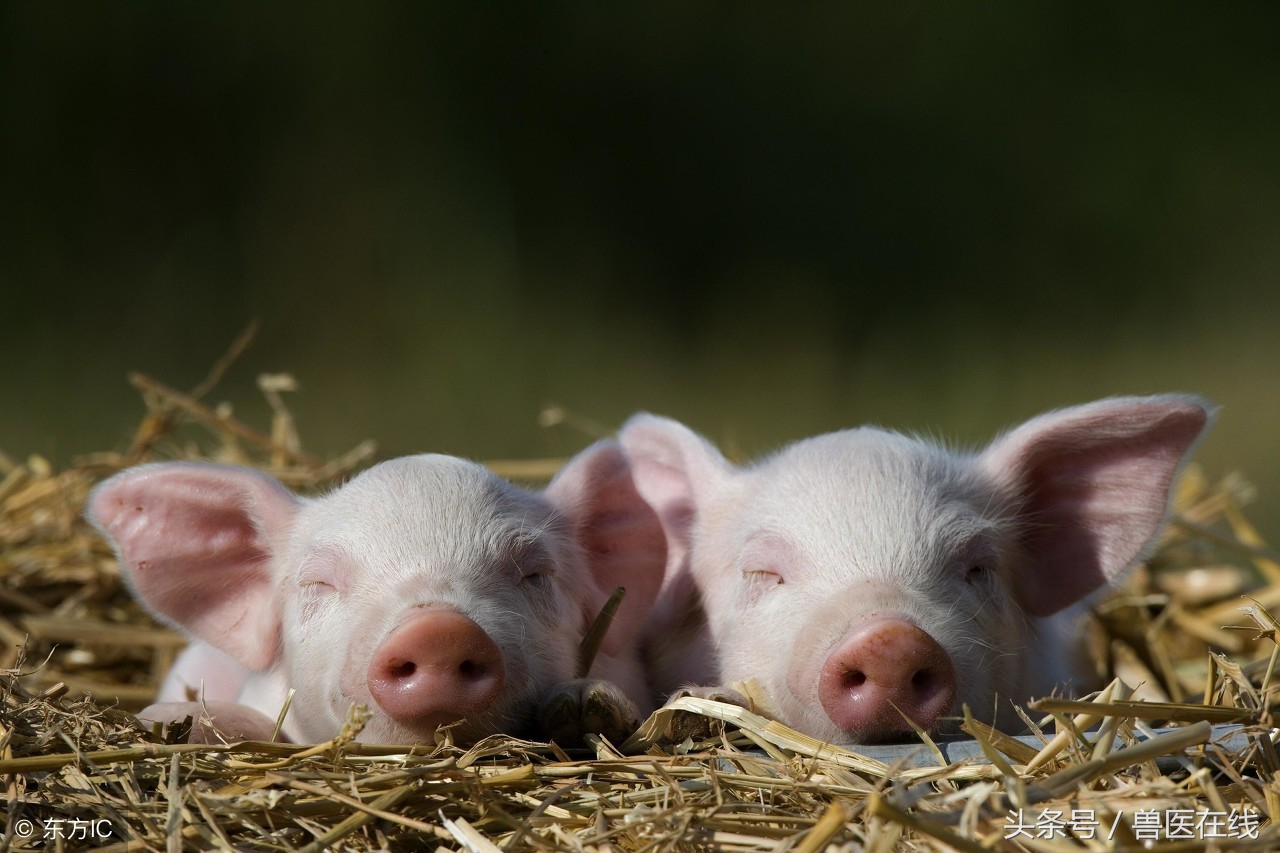 猪得了猪瘟怎么治疗,猪得了高热病必须打针吗