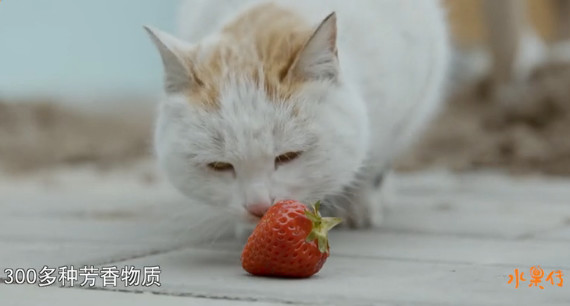 舌尖上的水果世界纪录片,被称为舌尖上的中国后续的纪录片