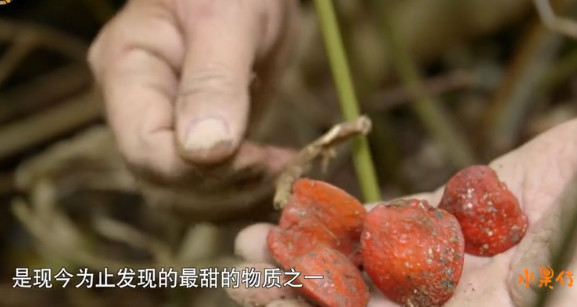 舌尖上的水果世界纪录片,被称为舌尖上的中国后续的纪录片