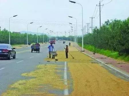 割麦子麦地里晒太阳,割麦子文登