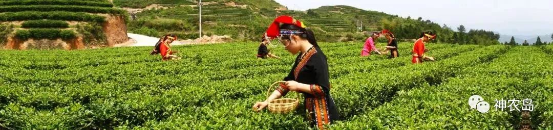 订单农业如何做好,订单农业的五个优秀案例