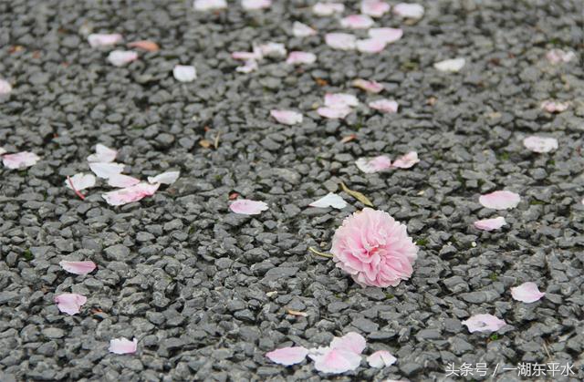 弘扬语言文化,传承语言文化