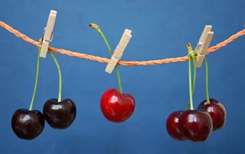 樱桃上的小白虫,樱桃小白虫