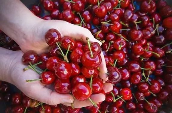 樱桃上的小白虫,樱桃小白虫