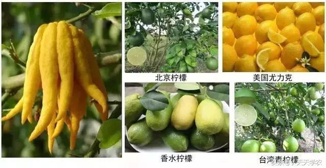 种植露天红美人柑橘前景如何,露天种植红美人柑橘