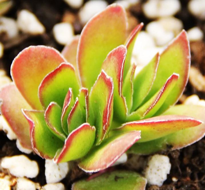 多肉天狗之舞：看不腻的多肉，小清新天狗之舞养殖法