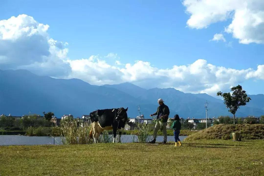 一个辍学生在大理租下23个足球场大的地方，种菜、养牛、建农场