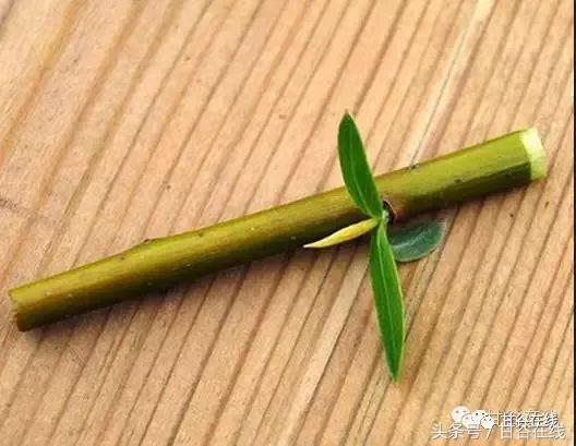 甘谷方言解说,甘谷方言版全文