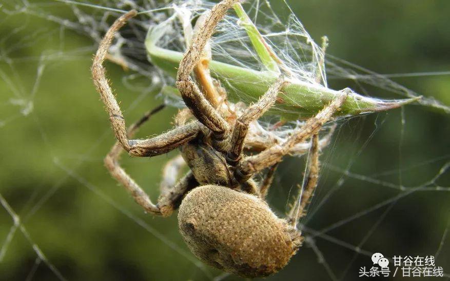 甘谷方言我是甘谷的,甘谷方言土语配音