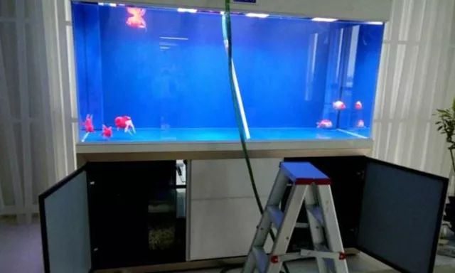 硝化细菌可以养鱼缸吗,开缸不加硝化细菌照样能养鱼