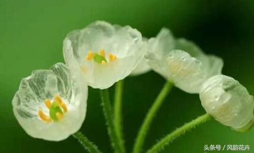 农村常见这种植物,农村这种植物看起来像草莓