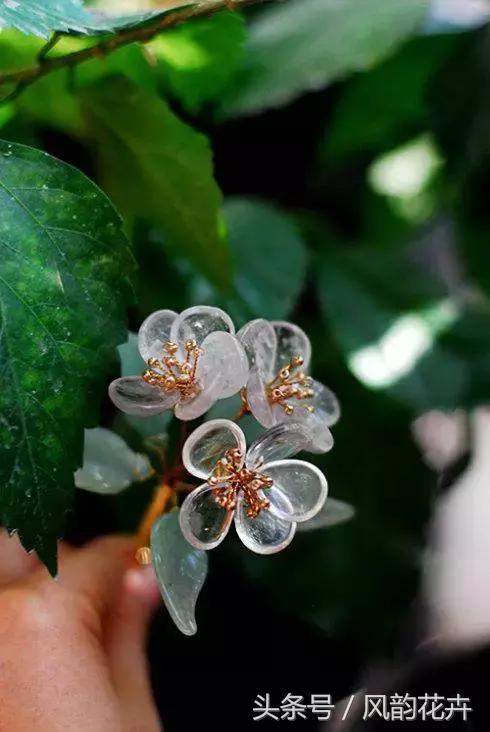 农村常见这种植物,农村这种植物看起来像草莓