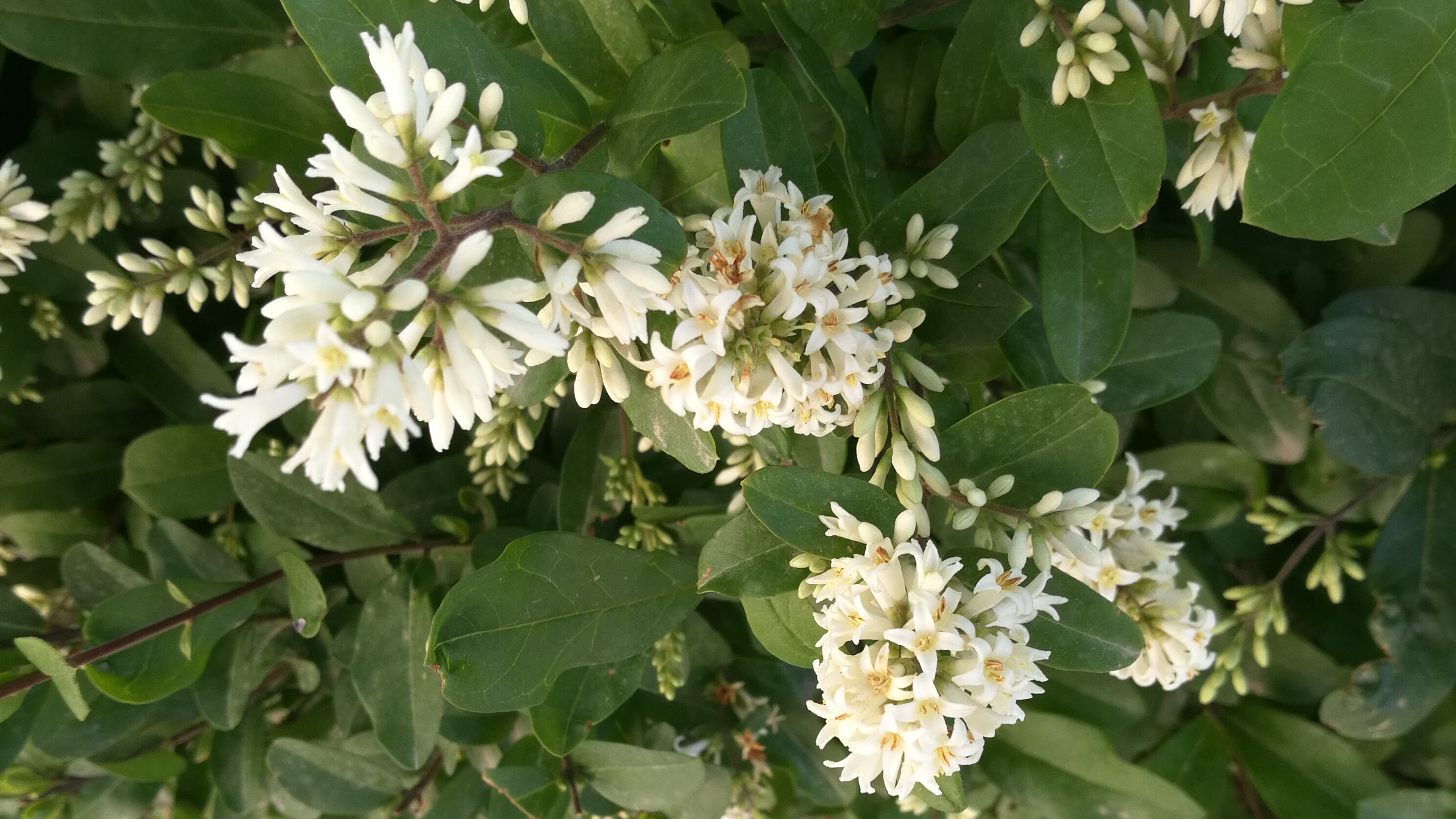 白银景观园林绿化多少钱,白银园林