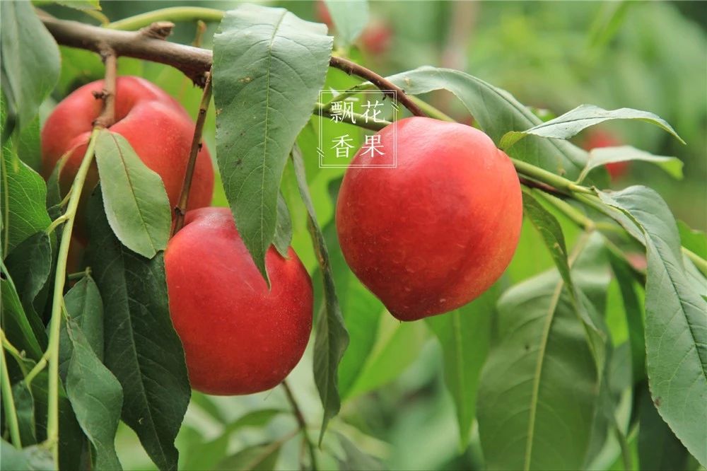 做水蜜桃味的甜点,做一个水蜜桃饮料