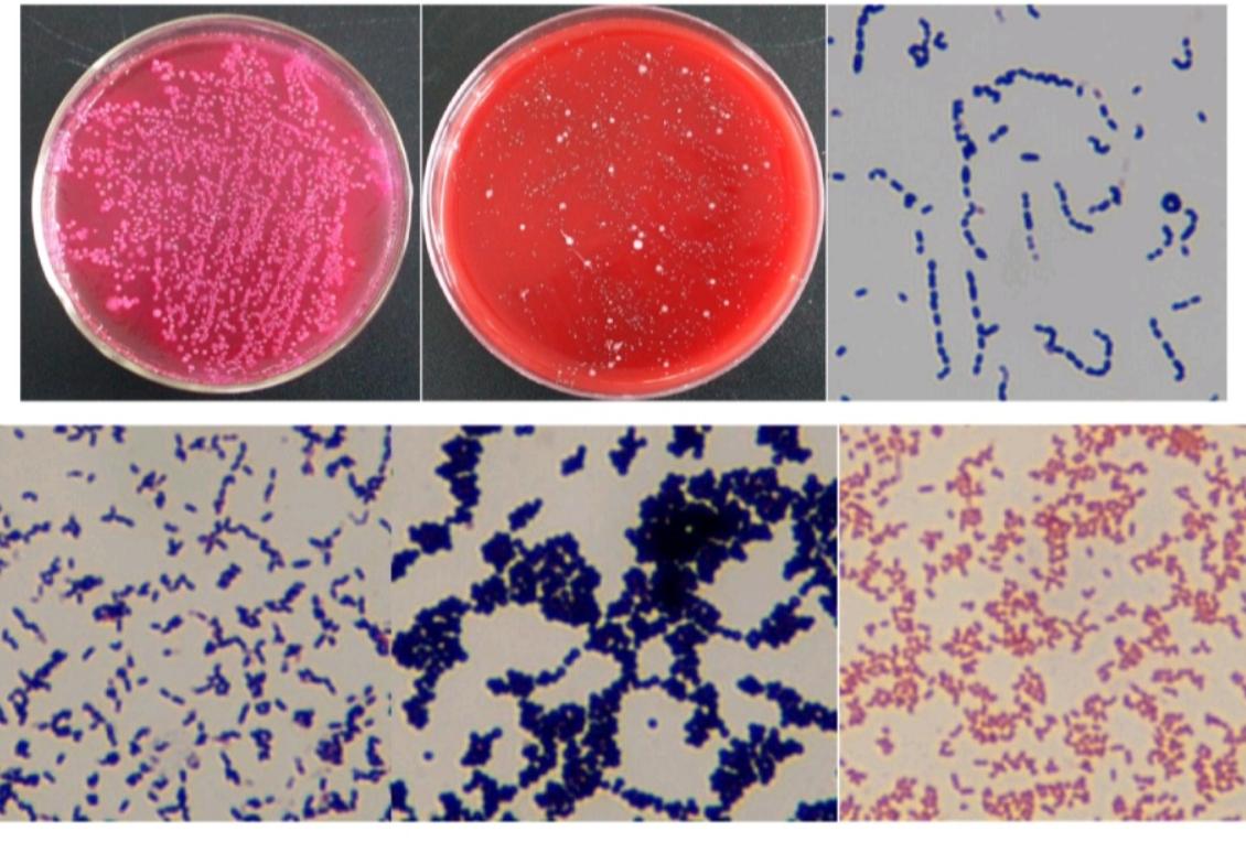 20斤左右的小猪拉稀是什么病,小猪出生几天拉稀死亡是什么原因