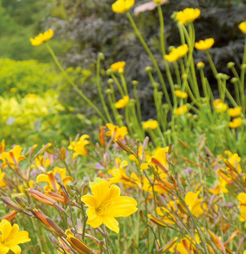 探访岭南花卉市场,花卉王国荷兰郁金香田
