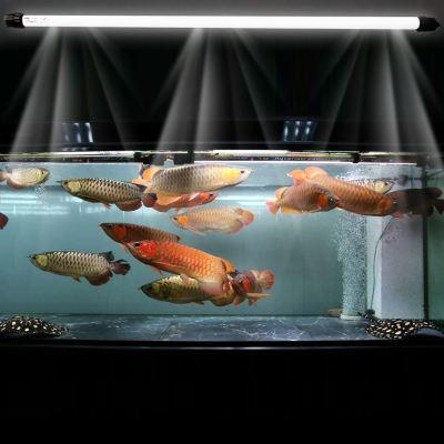 龙鱼锦鲤鱼哪个好养,锦鲤和魟鱼哪个观赏性高