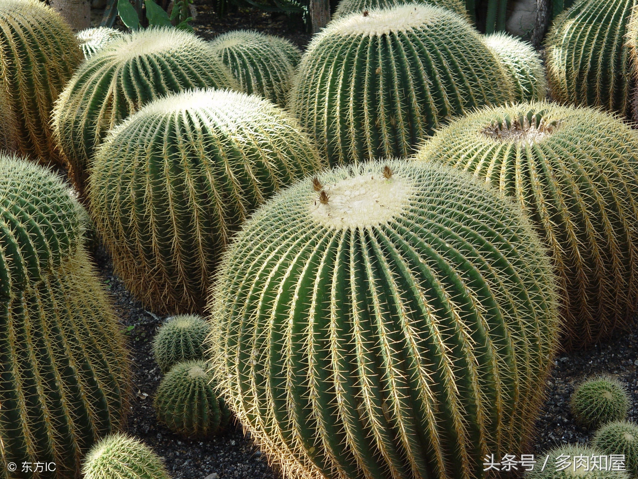 世界杯足球看点,世界杯有哪些看头