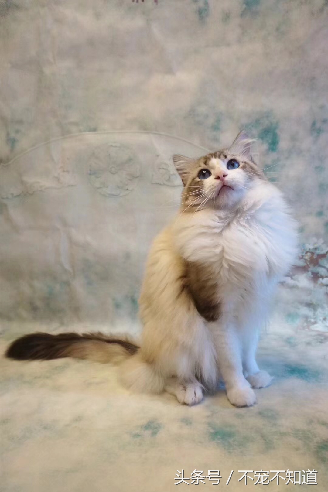 养布偶是一种什么体验,养布偶是一种什么样的体验