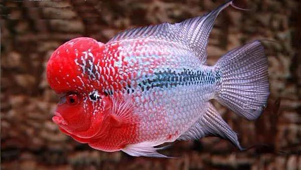 喜欢红柚的原因,喜欢锦鲤的原因