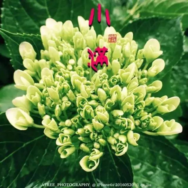 夏至在最短的夜陪你做最长的梦,夏至是白天对你思念最长的一天