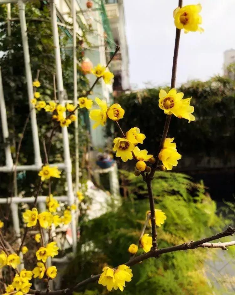 香香的花园自拍杆,香香的花围墙推荐