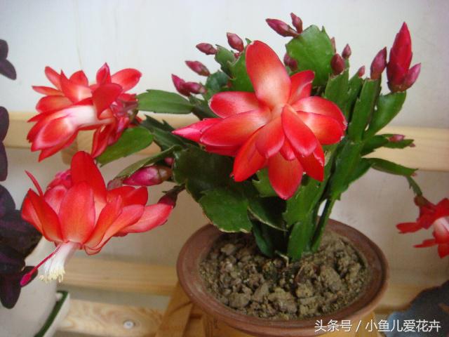 蟹爪兰的养殖方法最简单的,蟹爪兰的养殖方法和技巧