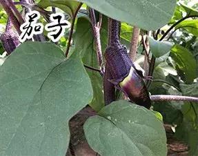 长春采摘农家乐一日游,长春市周边度假山庄农家乐