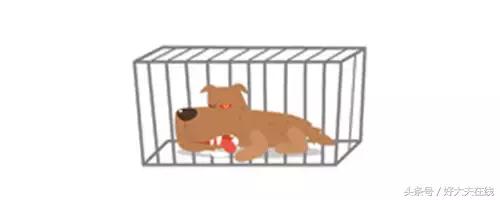 狂犬病致死率100%如何判断,狂犬病致死率为啥是99.99%