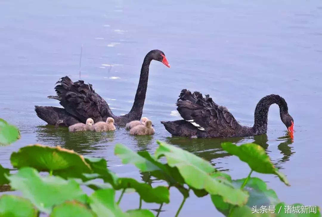 台儿庄古城免费政策包括哪些,台儿庄古城五区一市免费