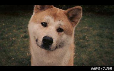 狗狗那么可爱为什么生命那么短暂,狗狗那么可爱为什么要吃狗狗