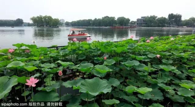 今日夏至愿所有的美好如夏而至,今日夏至留住一年中最诗意的时光