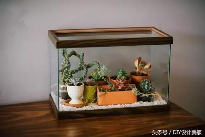 家里的旧鱼缸还可以养什么,废弃的鱼缸可以养花吗