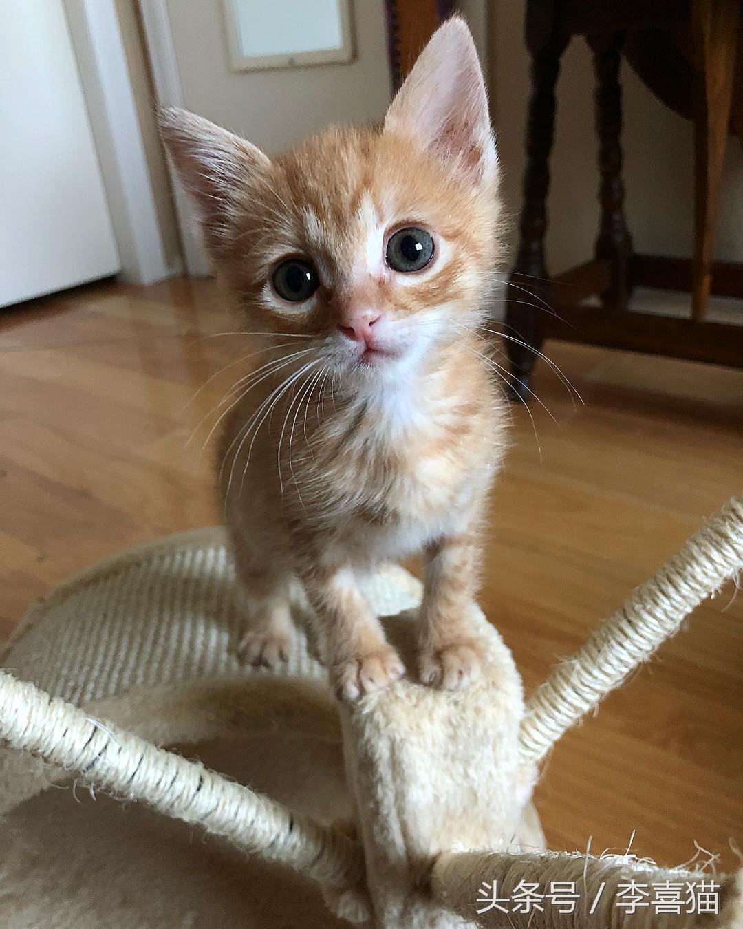 除了仓鼠猫狗以外的小型宠物推荐,除了猫狗还有什么可爱的家养宠物