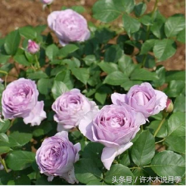 许木木说月季完整版,许木木说月季用药