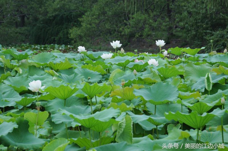 小荷才露尖尖角的荷该咋写,小荷才露尖尖角的荷花是什么意思