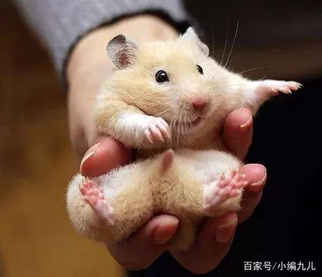 养仓鼠的正确方法新手如何养仓鼠,怎么养小仓鼠仓鼠活得会更久一点