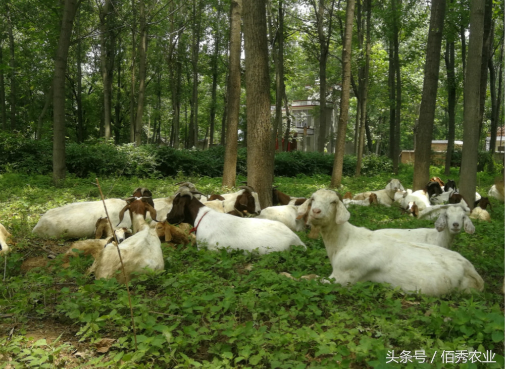 养羊致富的真实经历,农村农民务农年均收入