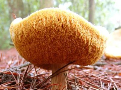 猴头菇榛蘑,猴头菌蘑菇