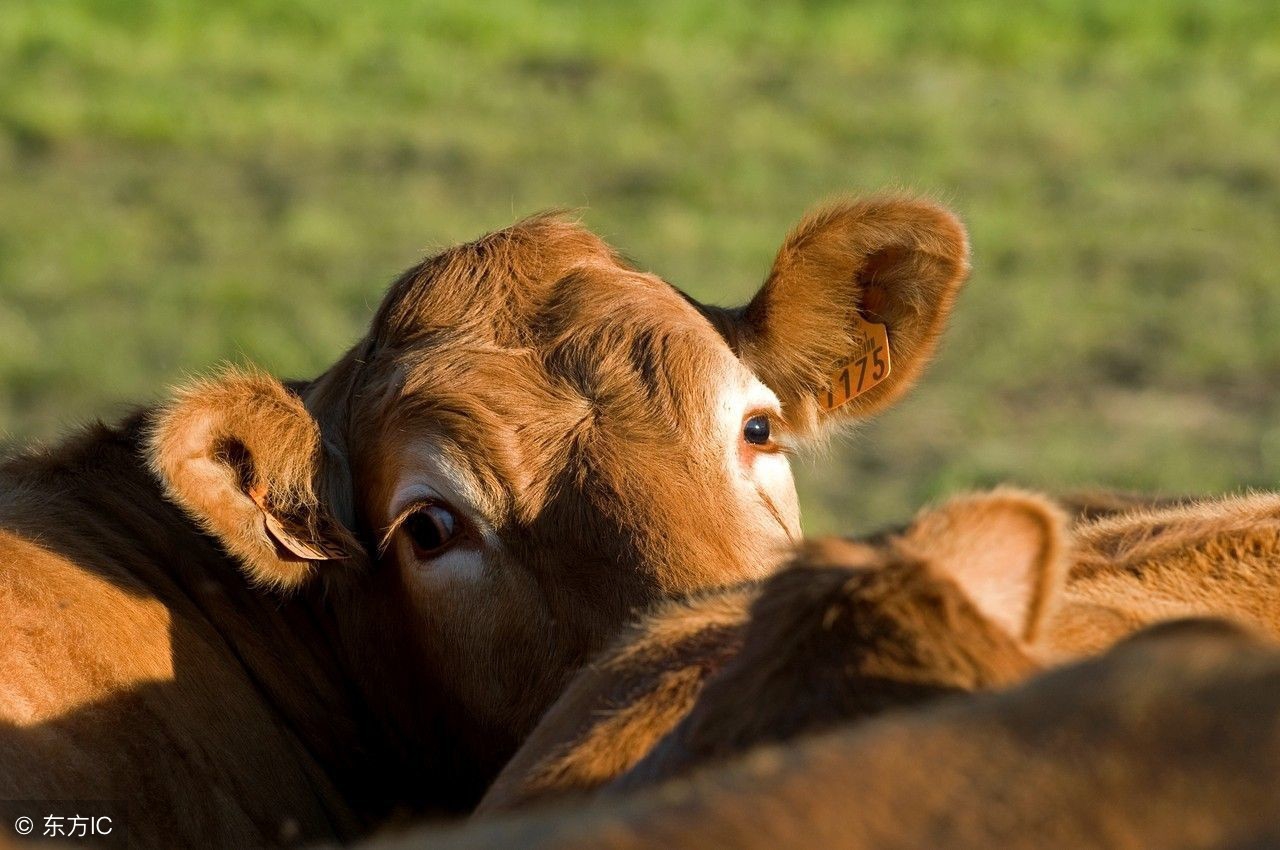 2022年大金牛6月份的财运如何,大金牛运势吉旺