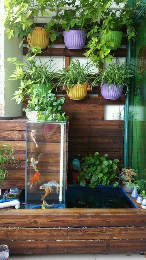 内蒙古阳台锦鲤鱼池,自制锦鲤观赏鱼池