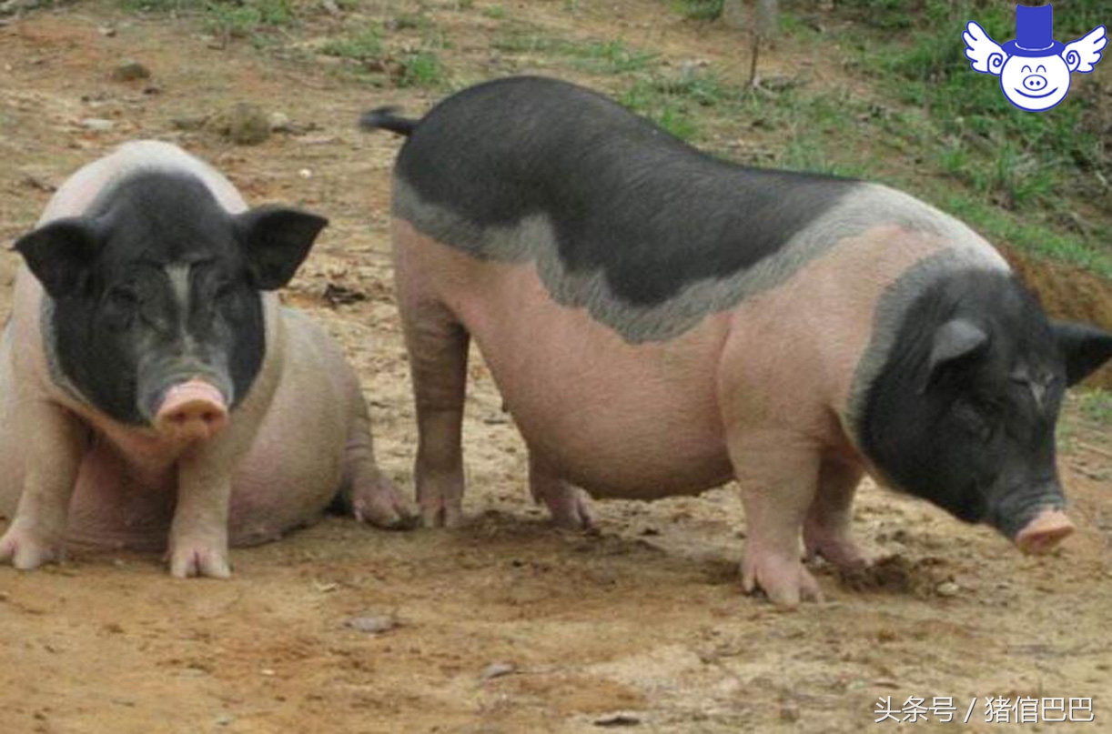 母猪怀孕期不吃料怎么办,妊娠母猪不吃料是什么原因