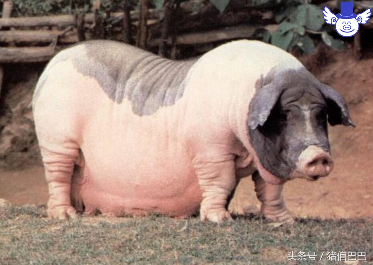 母猪怀孕期不吃料怎么办,妊娠母猪不吃料是什么原因