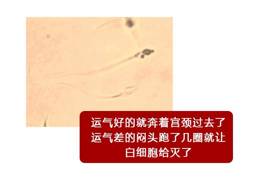 一直以为自己是跑得最快的那颗精子，原来并不是……