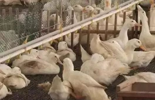 养鸭技术大全及做法,养鸭技术大全教你如何高效养鸭