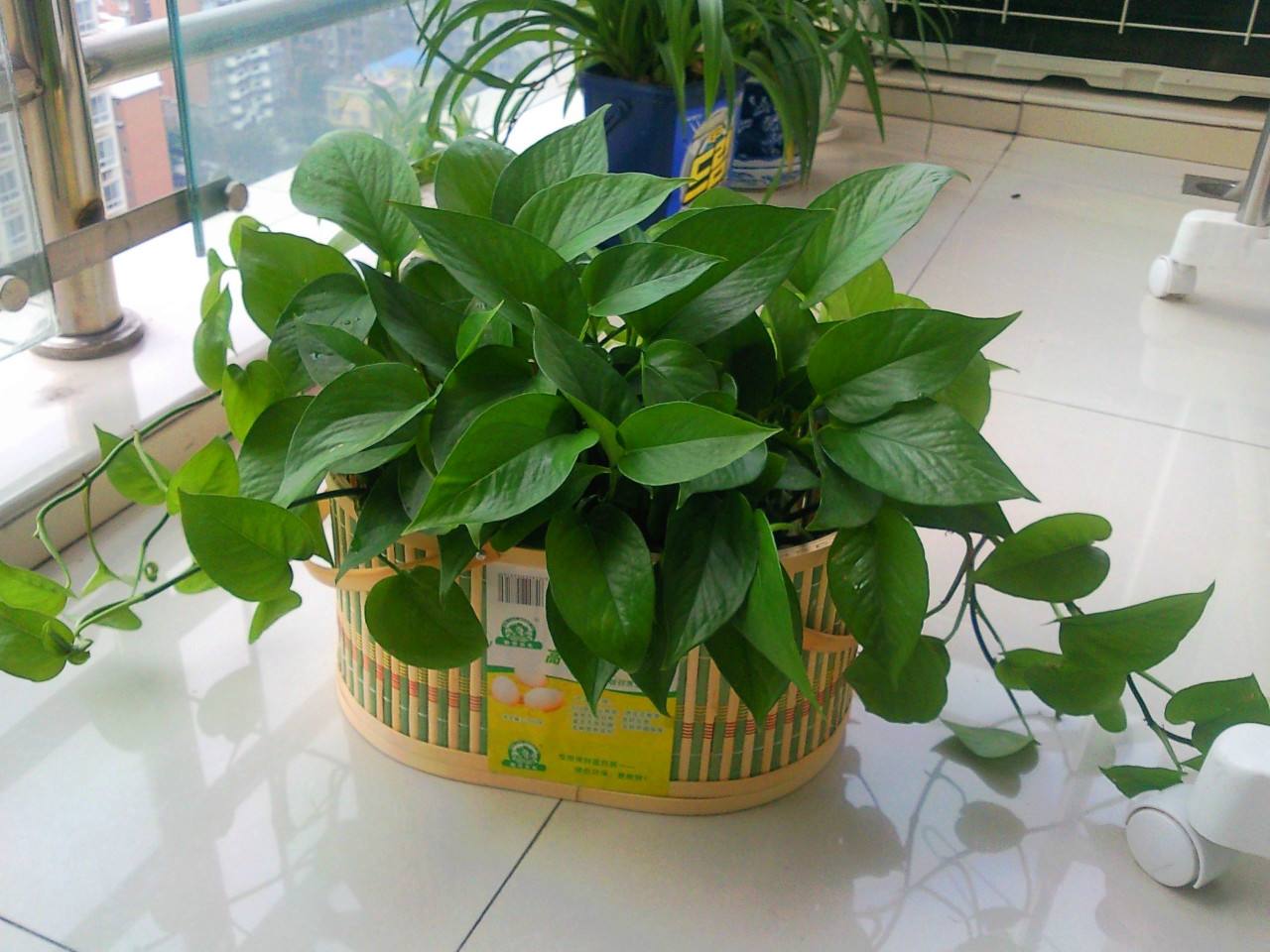 绿萝浇什么才能长得更旺盛,绿萝要怎样浇水才能长得快